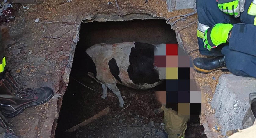 Straż Pożarna, Krowa tarapatach Zwierzęciu pomogli strażacy (ZDJĘCIA) - zdjęcie, fotografia