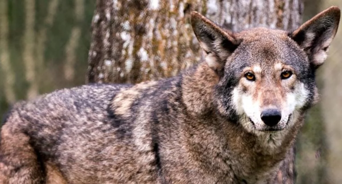 Pogoda , Uwaga wilki Gmina Wojcieszków wydaje ostrzeżenie - zdjęcie, fotografia