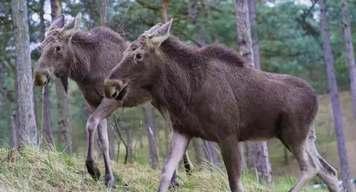 Wypadki, Wypadek drogowy trasie między Sarnowem Borowiną Zderzenie łosiem  - zdjęcie, fotografia