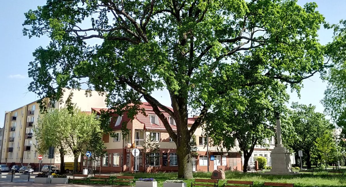 Dąb Wolności w Łukowie