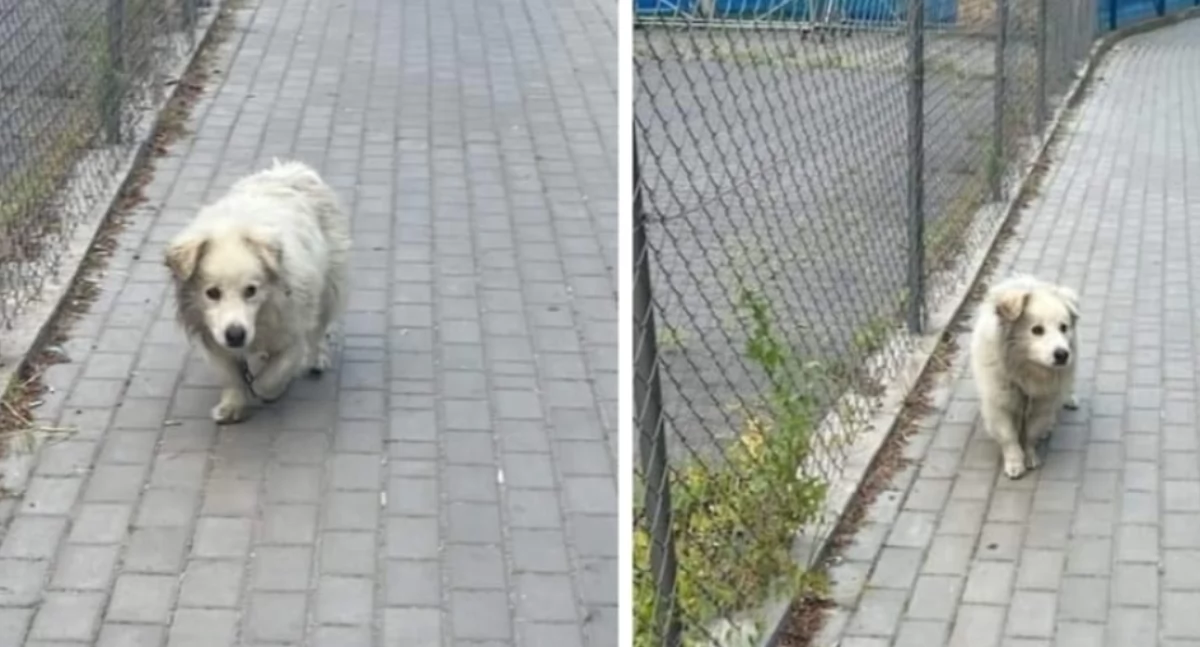fot. Straż Ochrony Zwierząt Inspektorat Łuków