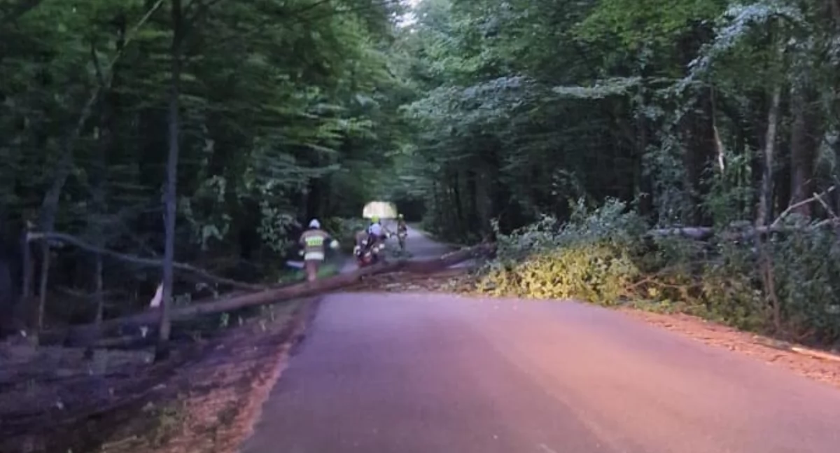 Straż Pożarna, Akcja strażaków Charlejów drodze powiatowej - zdjęcie, fotografia
