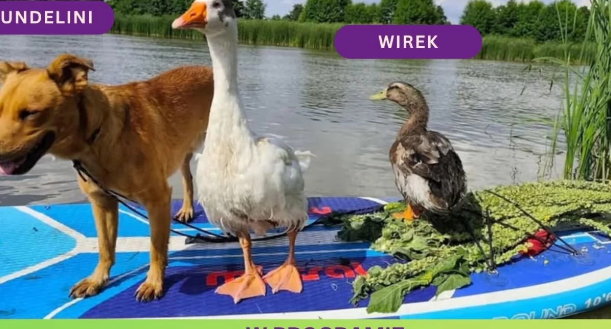 Wiadomości Partnera, gęś kaczor zapraszają śniadanie Takiej akcji charytatywnej jeszcze było! - zdjęcie, fotografia