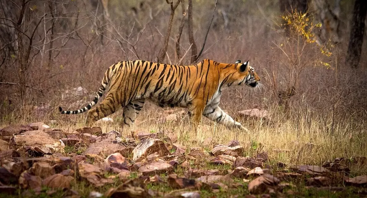fot. animalia.bio/pl/tiger