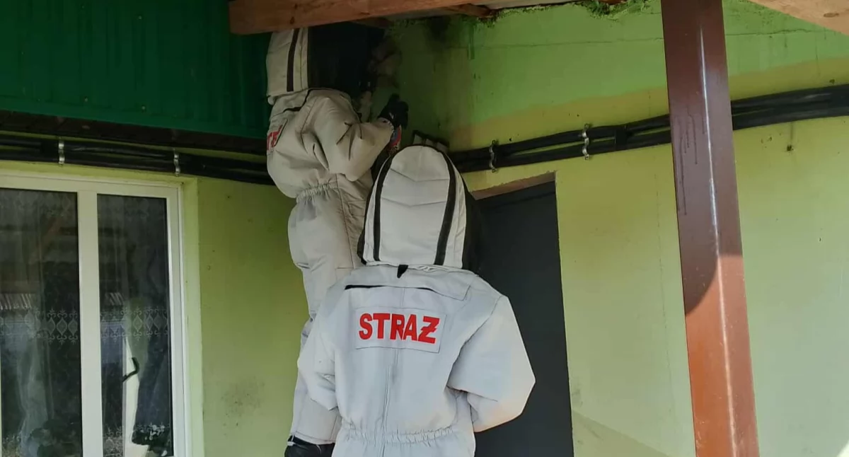 Straż Pożarna, Szybka interwencja Burzec usunięte posesji Siedliskach - zdjęcie, fotografia