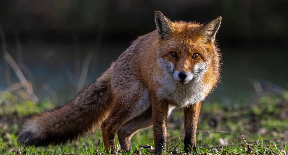 Miniony rok upłynął pod znakiem wzmożonych działań przeciw wściekliźnie. Weterynaria przeprowadziła trzy akcje szczepienia lisów, rozkładając przynęty wiosną i dwa razy jesienią. Zbadano 51 lisów oraz kota i nietoperza, a 41 zwierząt domowych objęto obserwacją. Wszystkie wyniki były ujemne. Służby przypominają też o obowiązkowym szczepieniu psów raz w roku.