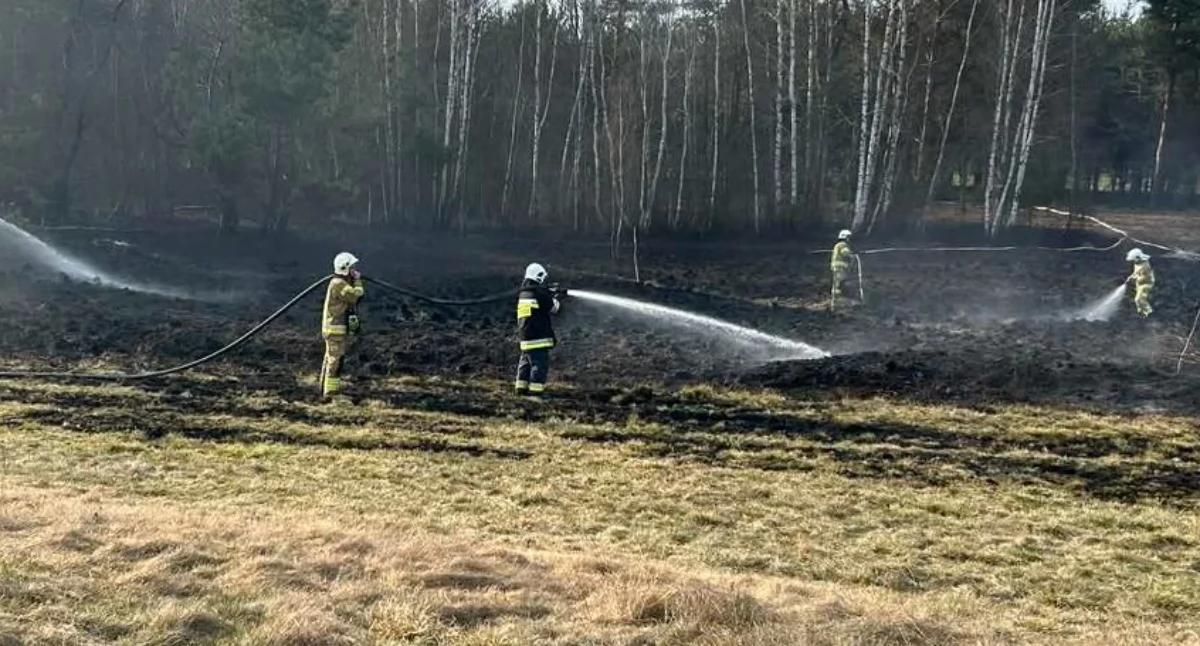 Fot. OSP Wojcieszków Po 1430 strażacy ruszyli do pożaru lasu na granicy Świderek i Sarnowa. Sucha ściółka i wiatr szybko rozprzestrzeniały ogień, więc liczyła się każda minuta. Na miejscu działały OSP KSRG Wojcieszków, Świderki, Tuchowicz, Stanin, OSP Jeleniec oraz dwie obsady JRG Łuków. Szybka akcja pomogła ograniczyć straty, a policja wyjaśnia przyczynę pożaru.