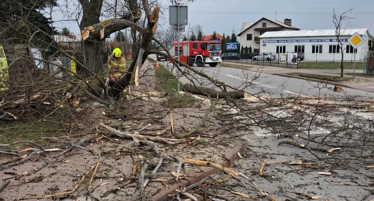 W czwartek rano w centrum Krzywdy mieszkańcy zauważyli nadłamany, ciężki konar zwisający nad chodnikiem. Na miejsce szybko przyjechała OSP Krzywda, zabezpieczyła teren i przy użyciu drabin oraz sprzętu usunęła zagrożenie. Akcja trwała kilkanaście minut i zakończyła się przed 10.00, a przejście znów jest bezpieczne.