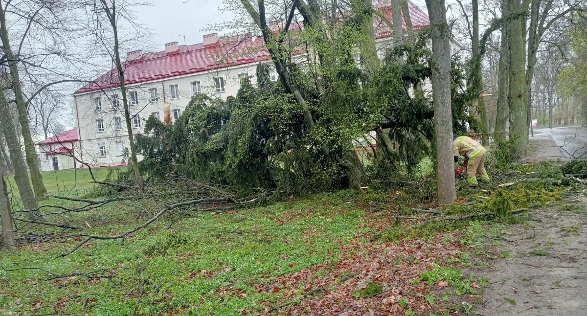 OSP Krzywda! Zdjęcia pokazują intensywny Lany Poniedziałek dla OSP Krzywda. Strażacy usuwali powalone drzewa blokujące drogi w Krzywdzie i Radoryżu Smolanym, zabezpieczając teren m.in. przy Zespole Szkół. W nocy interweniowali też w Hucie Radoryskiej przy pożarze sadzy w kominie. Akcja z udziałem OSP Drożdżak i JRG Łuków szybko opanowała zagrożenie.