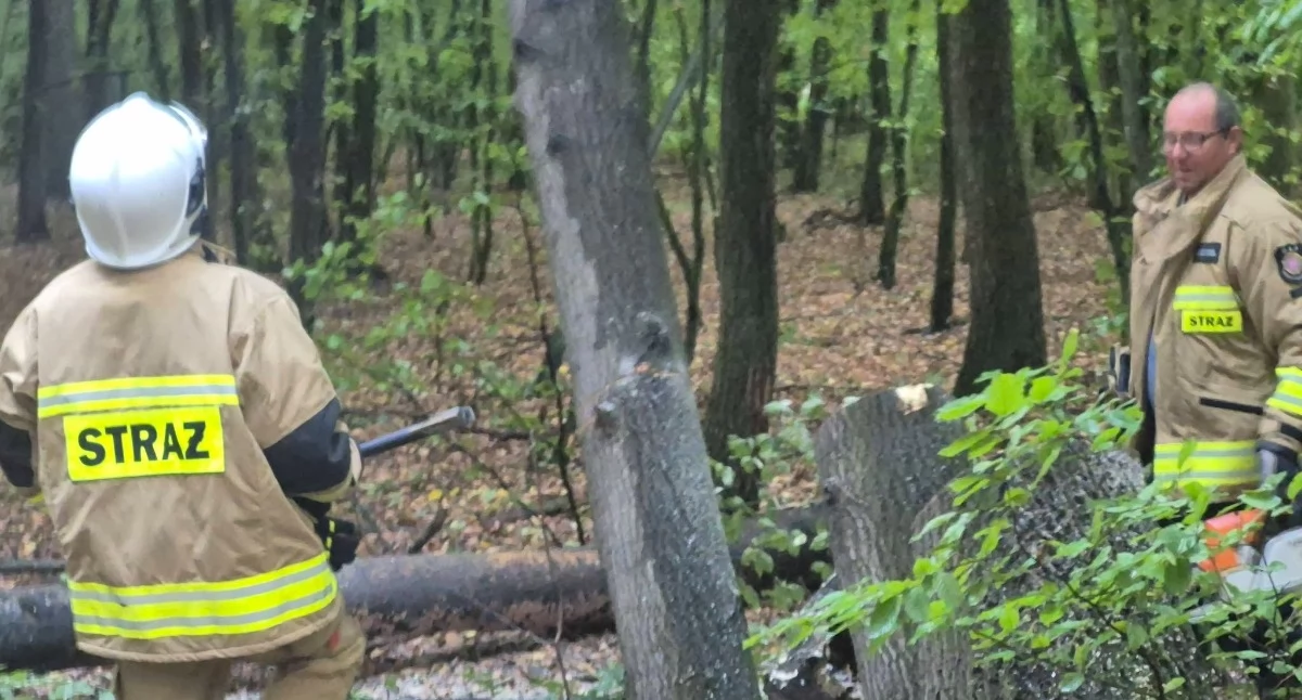Straż Pożarna, Drzewo zagrażało kierowcom! Błyskawiczna akcja Ferdynandów trasie Kalinowy Dół Natalin - zdjęcie, fotografia