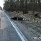 Fotka nr 1 z 3