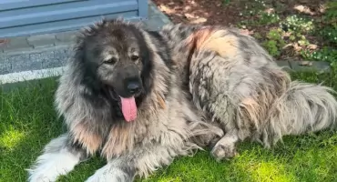 Znaleźli go w Trzebieszowie-Kolonii. Starszy pies czeka na człowieka.