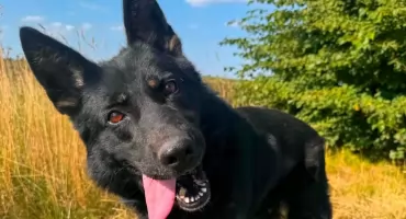 Koci Galimatias i 266 tysięcy złotych na czworonogi. Ile Łuków wydaje na opiekę nad zwierzętami?