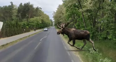 Potężny łoś wpadł wprost pod auto w Łukowie! Kierowca przeżył chwilę grozy na ul. Świderskiej