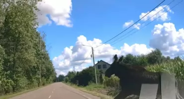 Łoś wyskoczył w biały dzień. „Gdyby ktoś jechał z naprzeciwka, tragedia byłaby gotowa”