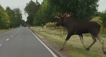 Uwaga na drogach powiatu łukowskiego! Łosie pojawiają się w kolejnych miejscach [APEL]