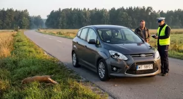 Chwile grozy w Burcu. Nagle wyskoczyła wprost pod koła Forda
