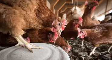 Awantura o gigantyczną fermę pod Łukowem. Mieszkańcy i gmina boją się o wodę w kranach