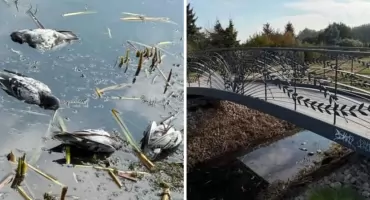 Martwe ptaki w Krznie. Mieszkańcy czekają na reakcję ratusza