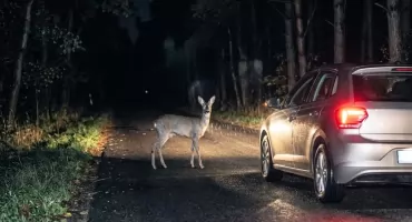 Czarna seria na drogach powiatu łukowskiego. Plaga zderzeń z dzikimi zwierzętami